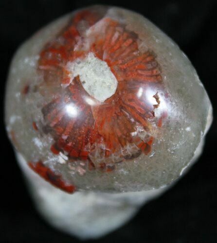 Pennsylvanian Aged Red Agatized Horn Coral - Utah #26358